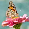 Le papillon - image Pixabay