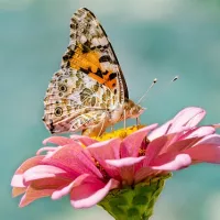 Le papillon - image Pixabay