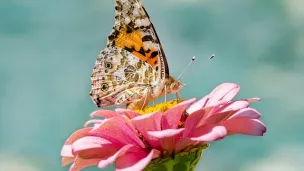 Le papillon - image Pixabay